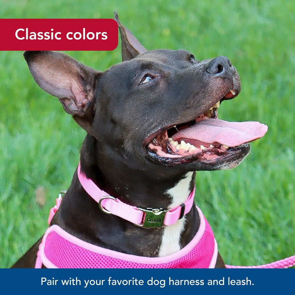 Collar Coastal Pet resistente al desvanecimiento en rosa.