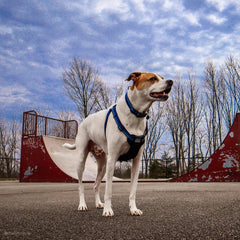 Collar ligero Coastal Pet K9 Explorer para uso diario.