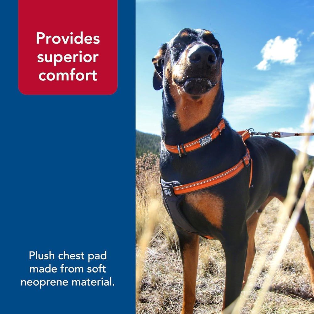 Coastal Pet K9 Explorer: mayor visibilidad en paseos nocturnos.