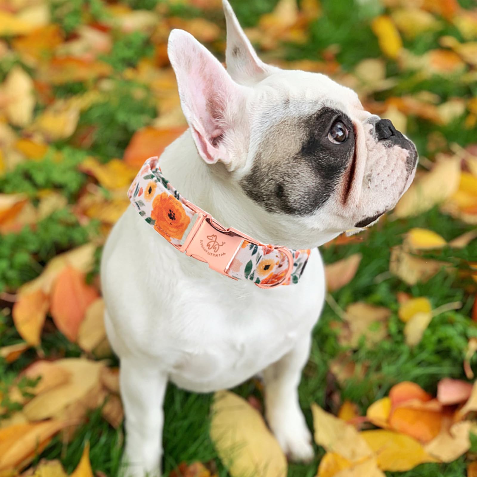 Elegante cola talla mediana, ajuste cómodo para cuello de perros