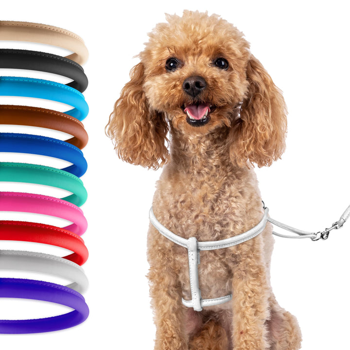 CollarDirect arnés de cuero enrollado para perro pequeño, enfoque en comodidad.