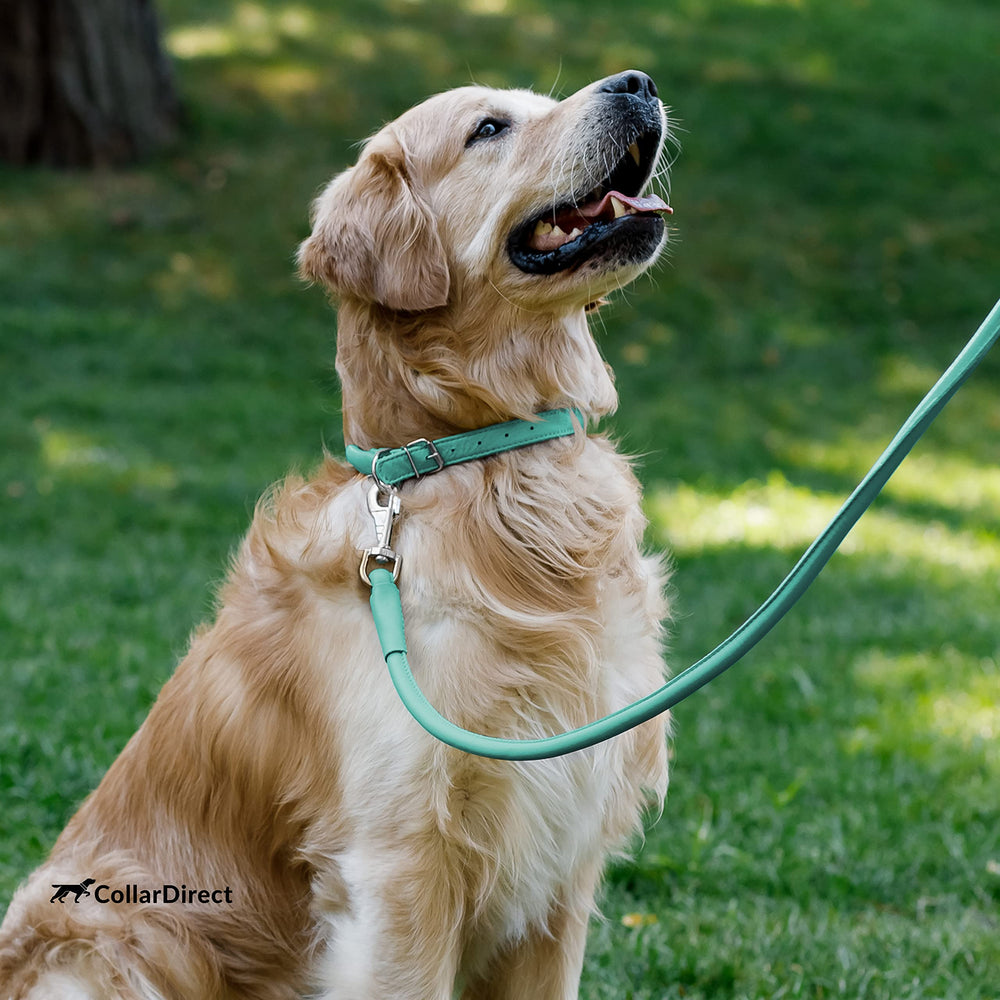 CollarDirect conjunto perro-gato, opción coordinada para paseos en familia.