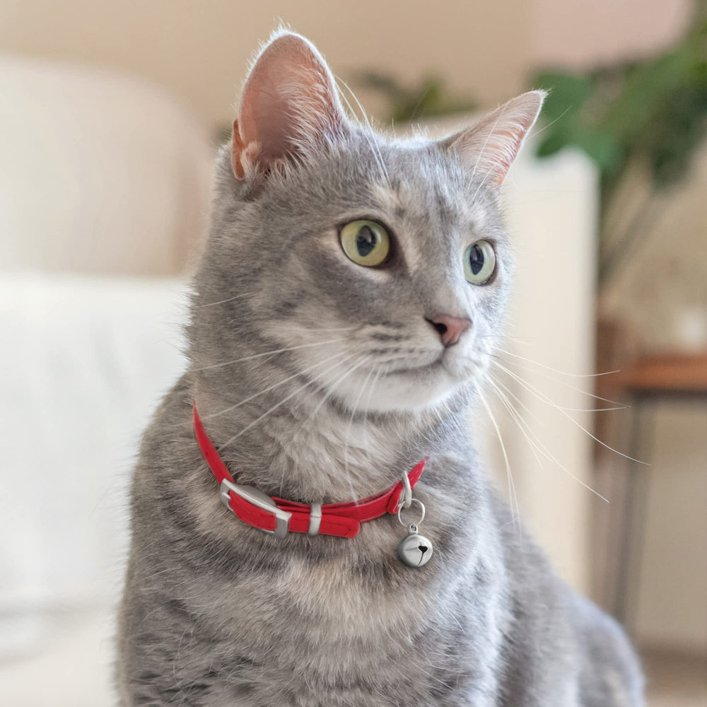 CollarDirect uso diario para gatitos y gatos, ligero y cómodo