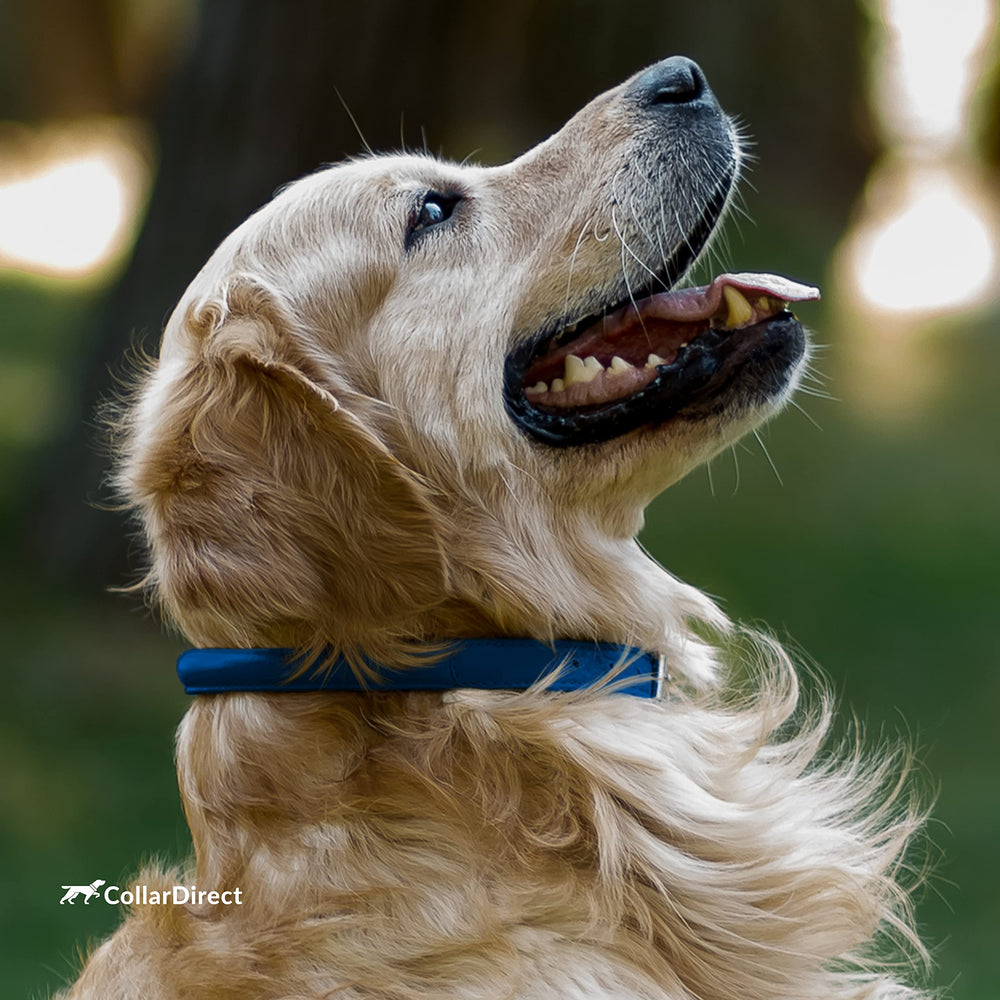 Talla grande del CollarDirect para perros grandes.