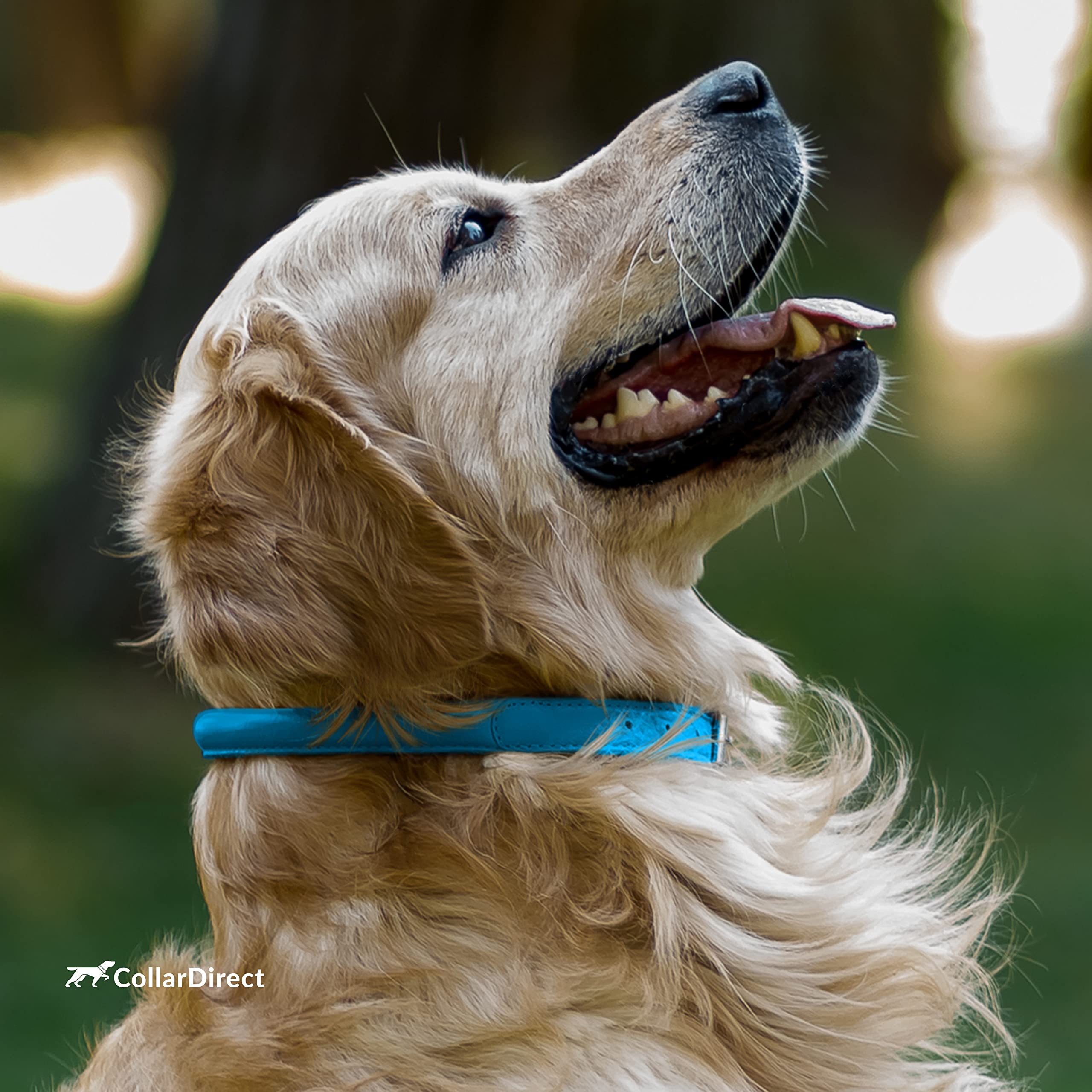 CollarDirect perfecto para mascotas de todos los tamaños.
