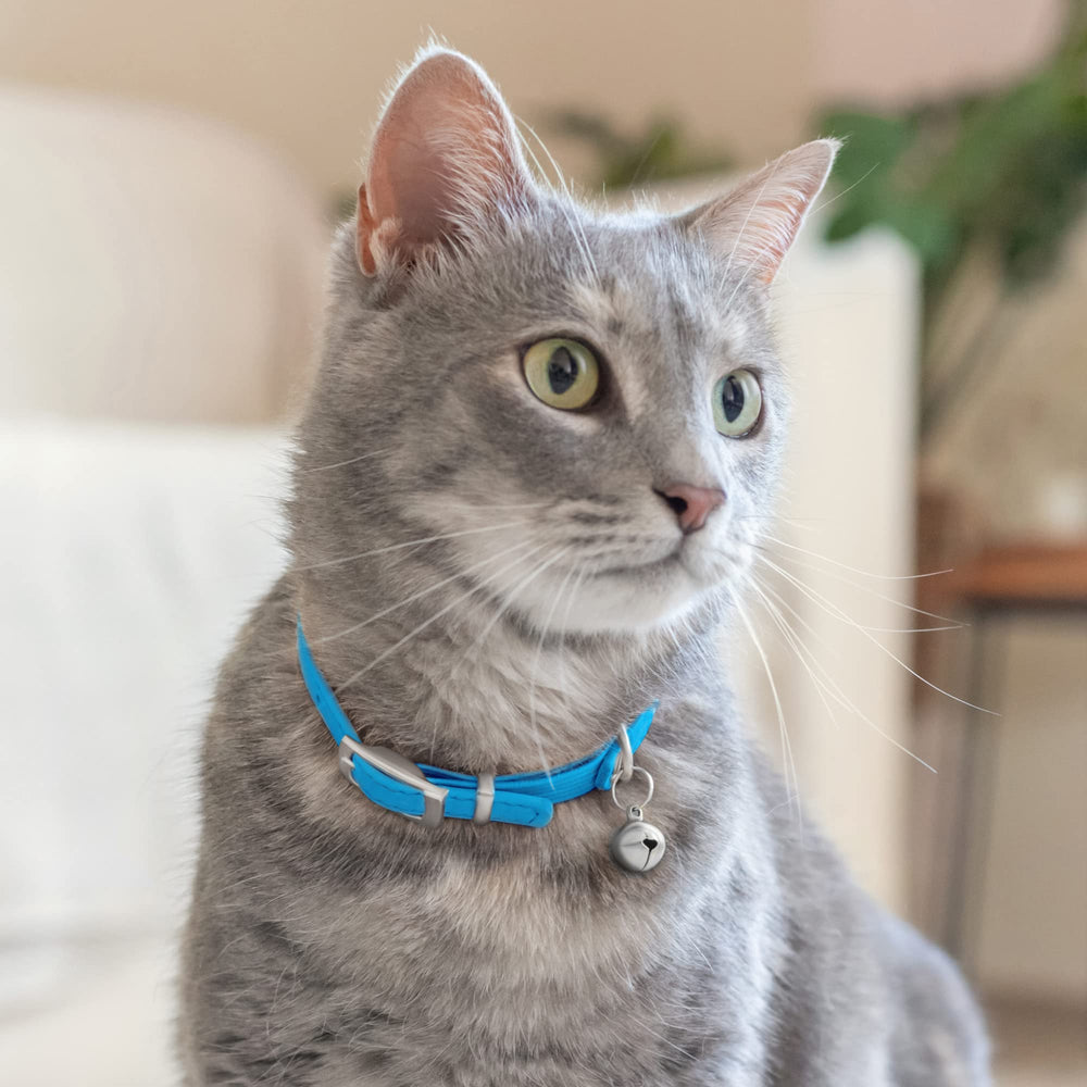 CollarDirect a juego con correa de cuero para gatos.
