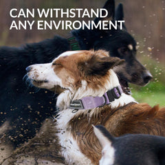 CollarDirect, diseño robusto para perros activos en entrenamiento diario.