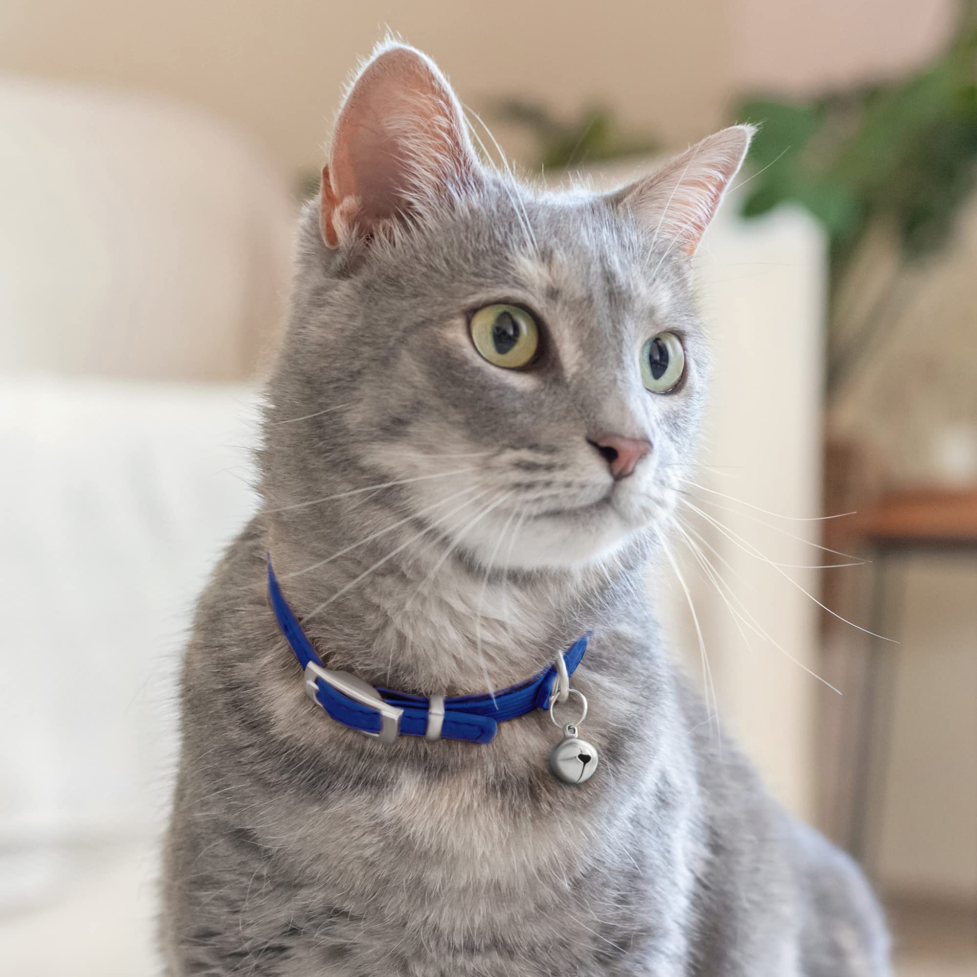 CollarDirect collar cuero con correa a juego, conjunto completo para mascotas.
