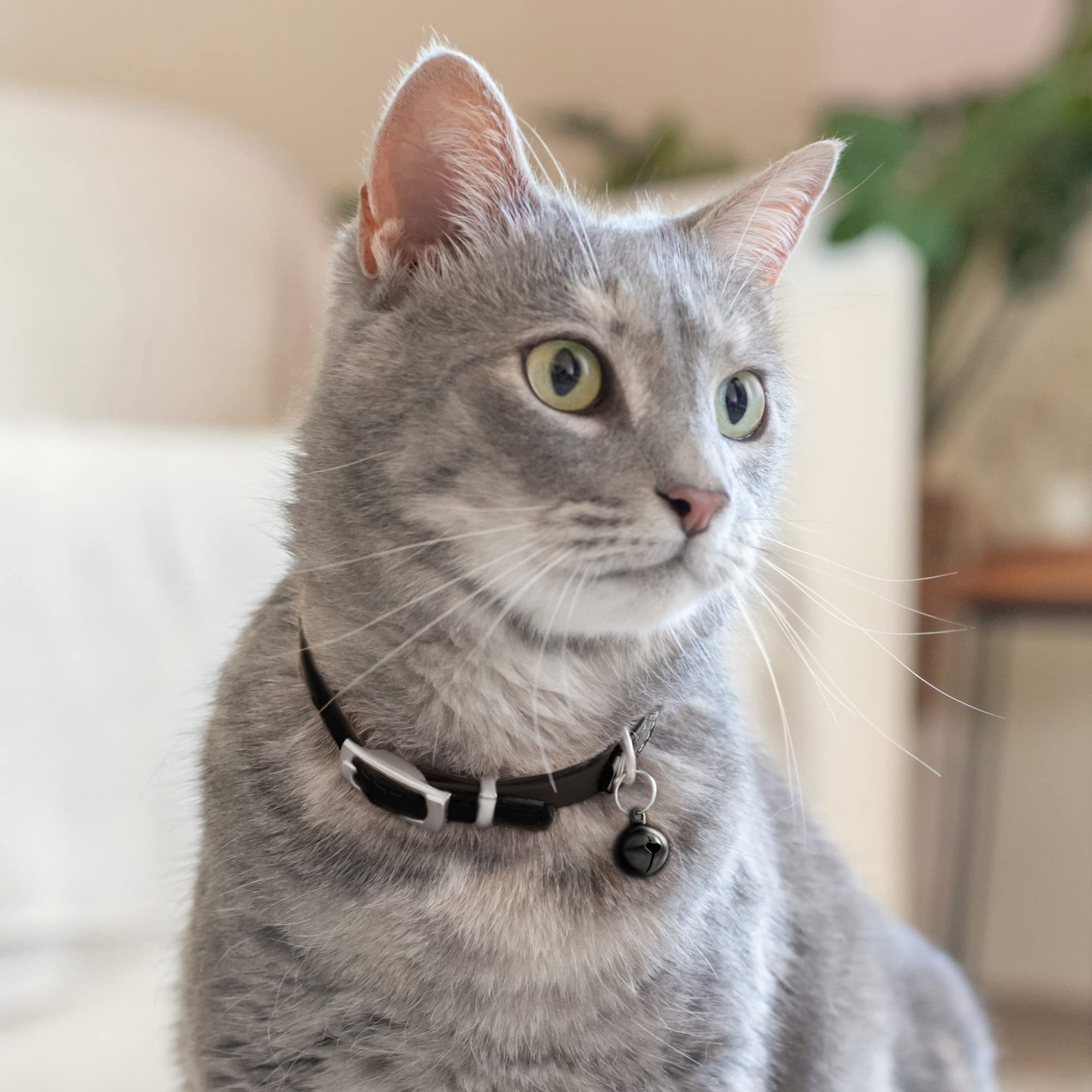 CollarDirect collar para gatos de 8-11 pulgadas, tamaño seguro y adaptable.