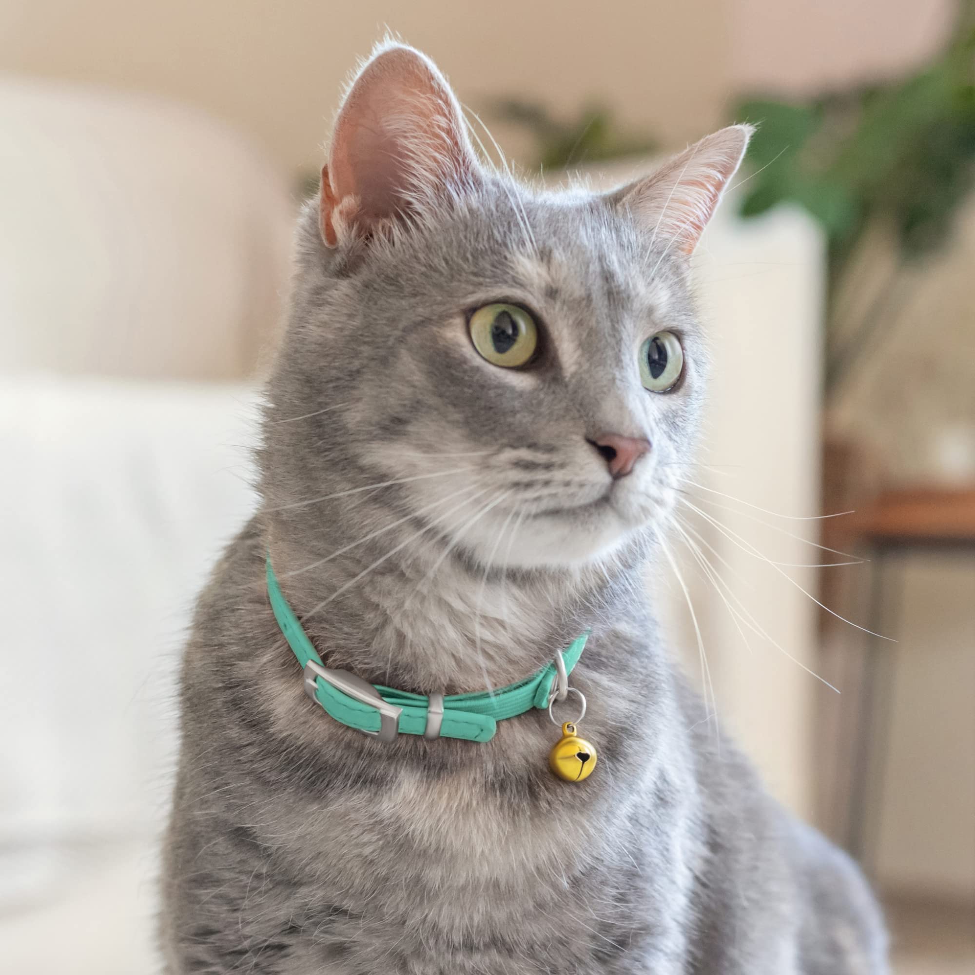 Gato usando CollarDirect, cómodo para uso diario.