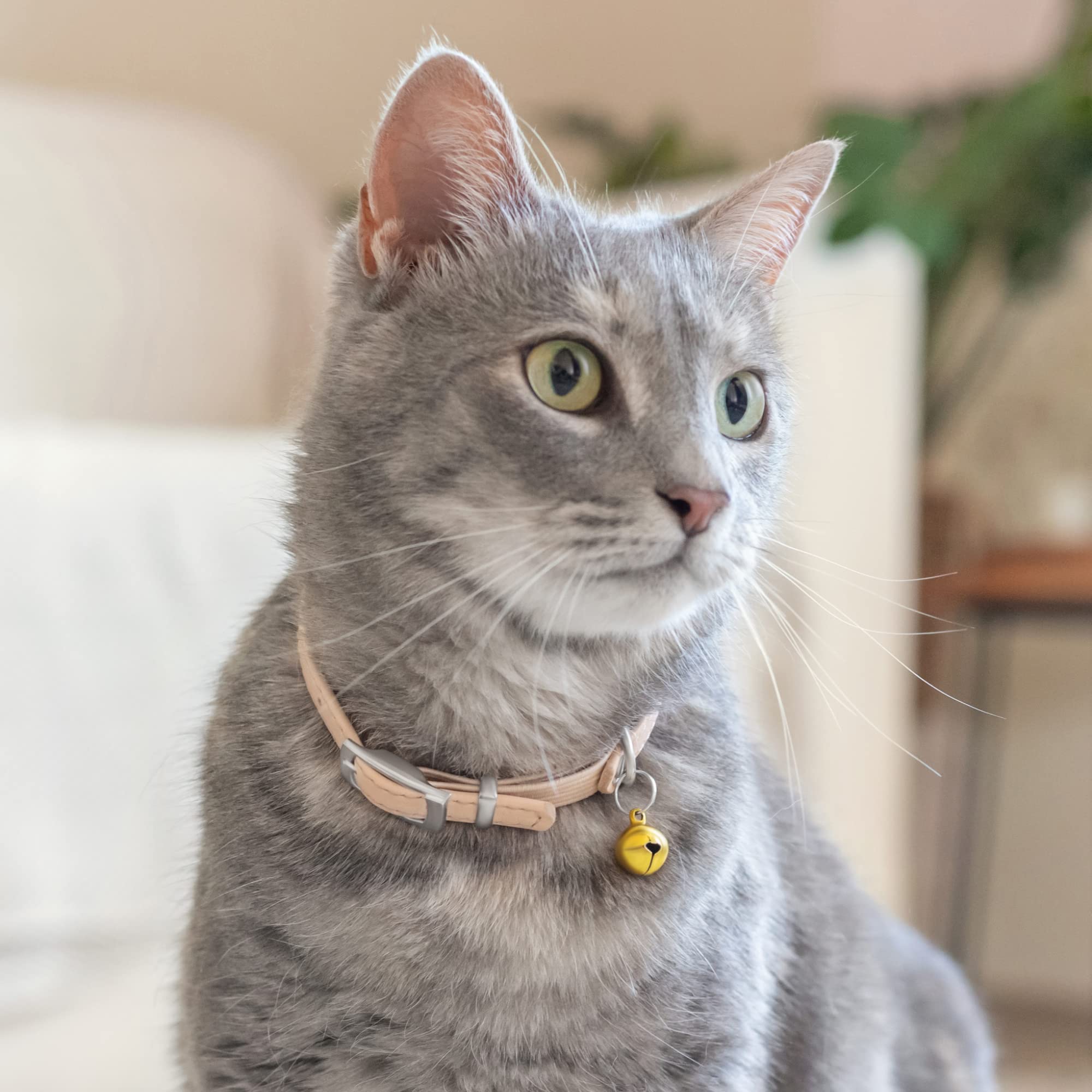 CollarDirect uso de paseo seguro con herraje resistente