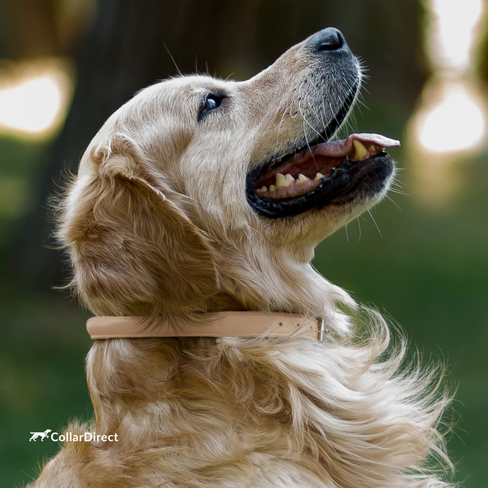 CollarDirect: collar para gatos, cuero suave y seguro