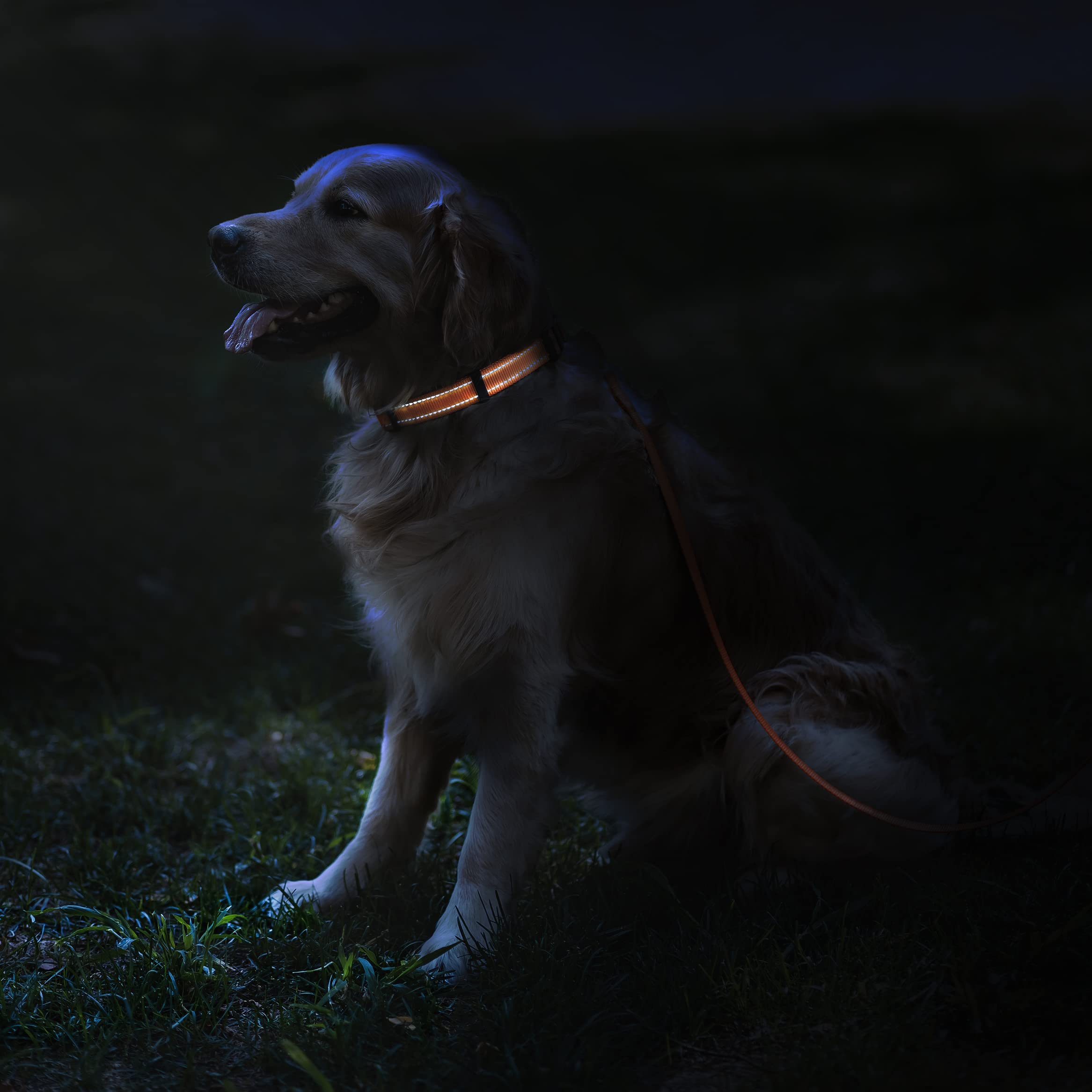 CollarDirect para perro grande, nylon resistente y seguro en el agua.