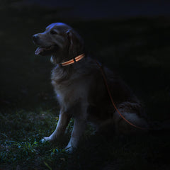 CollarDirect para perro grande, nylon resistente y seguro en el agua.