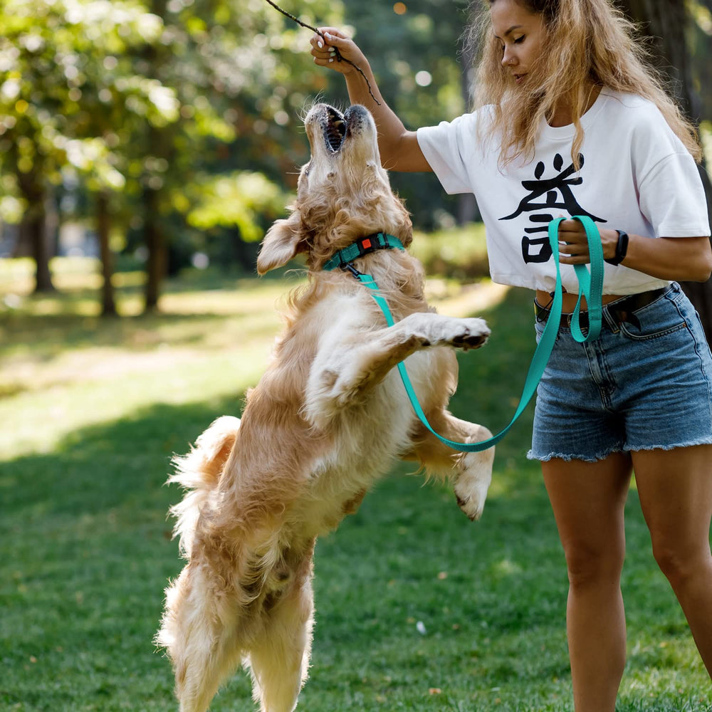 CollarDirect para perro mediano, reflejante y cómodo durante el paseo.