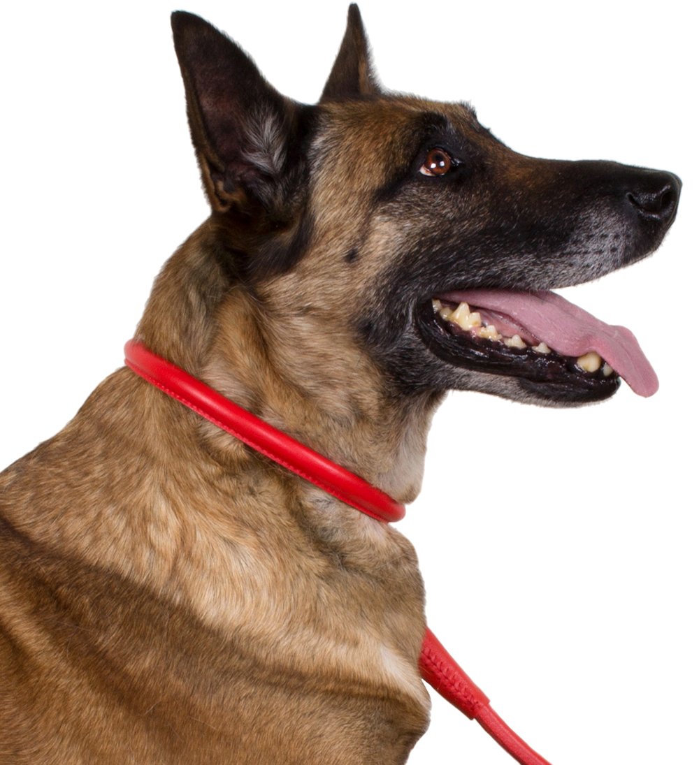 CollarDirect amplia gama de colores para combinar con la personalidad de tu mascota