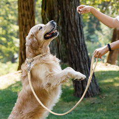 Collardirect correa cuero enrollada roja para perros de tamaño mediano