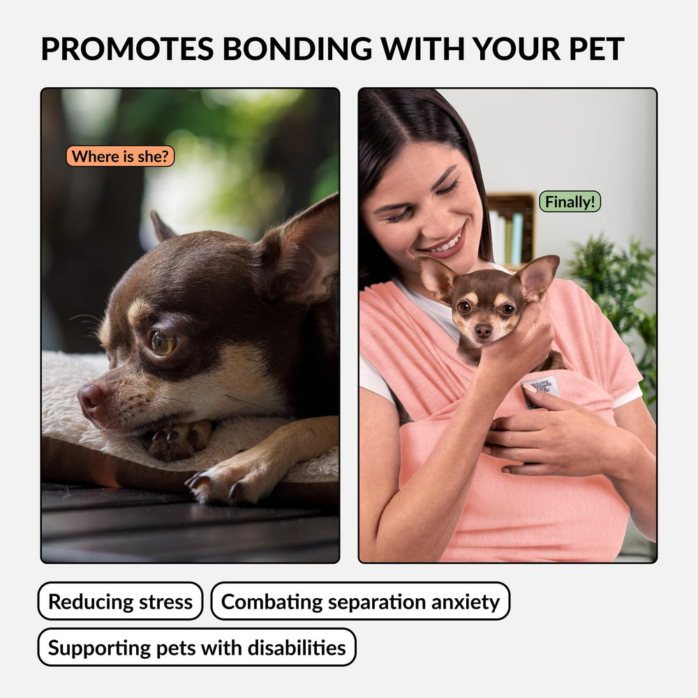 CollarDirect Portador: uso también para gatos, práctico para hogares con varias mascotas