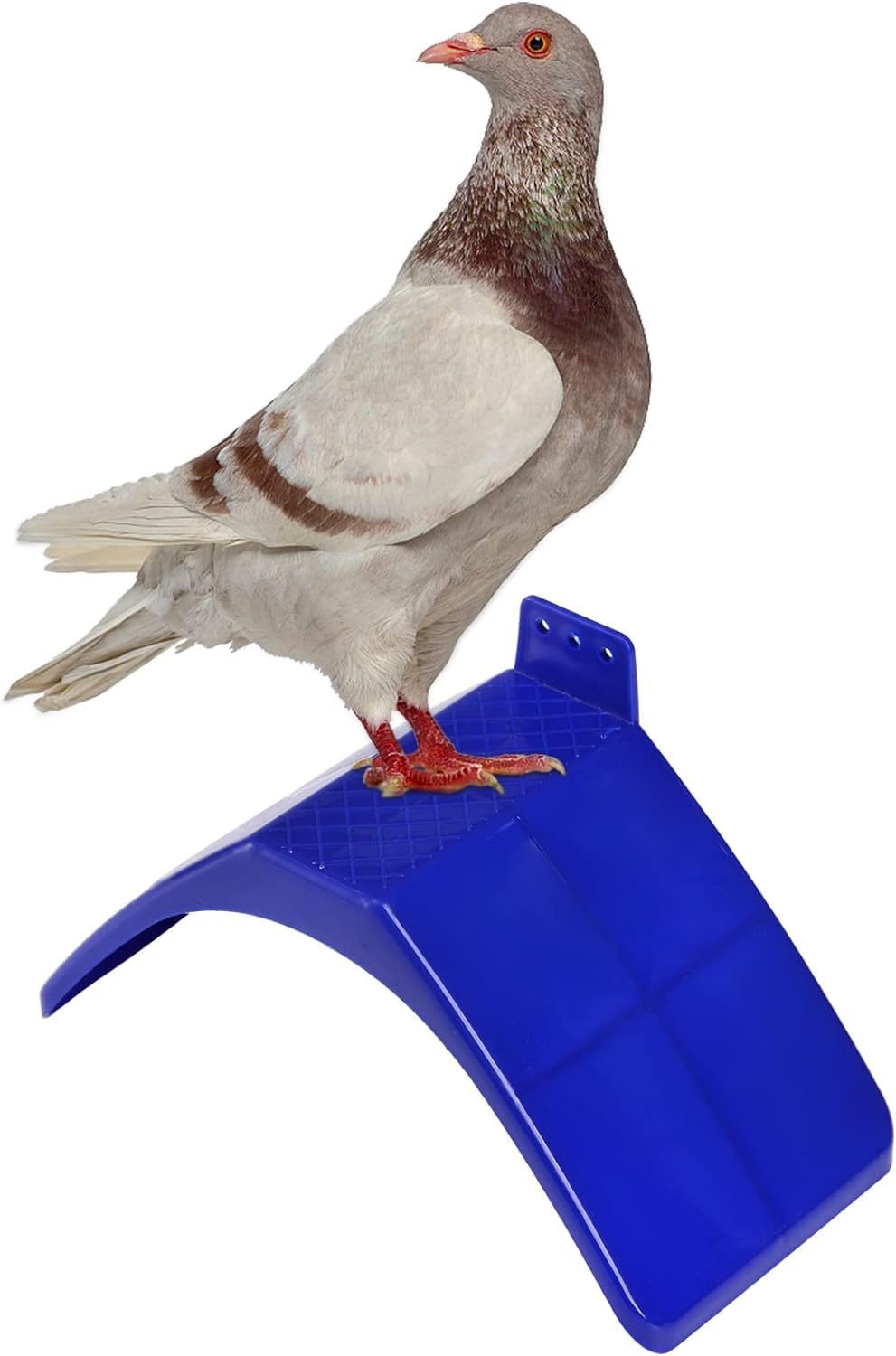 Coloch diseño-seguro: base redondeada protege manos y aves.