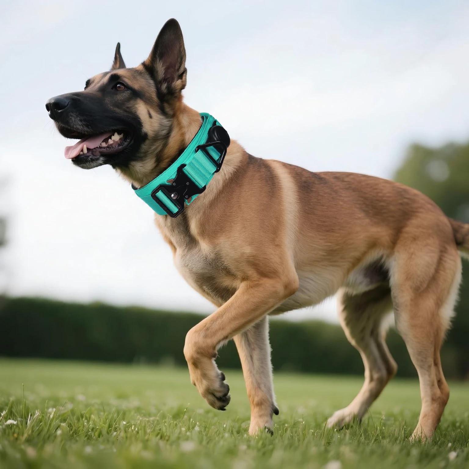 Collar azul turquesa Comfluxe, 2 pulgadas de ancho para perros grandes.