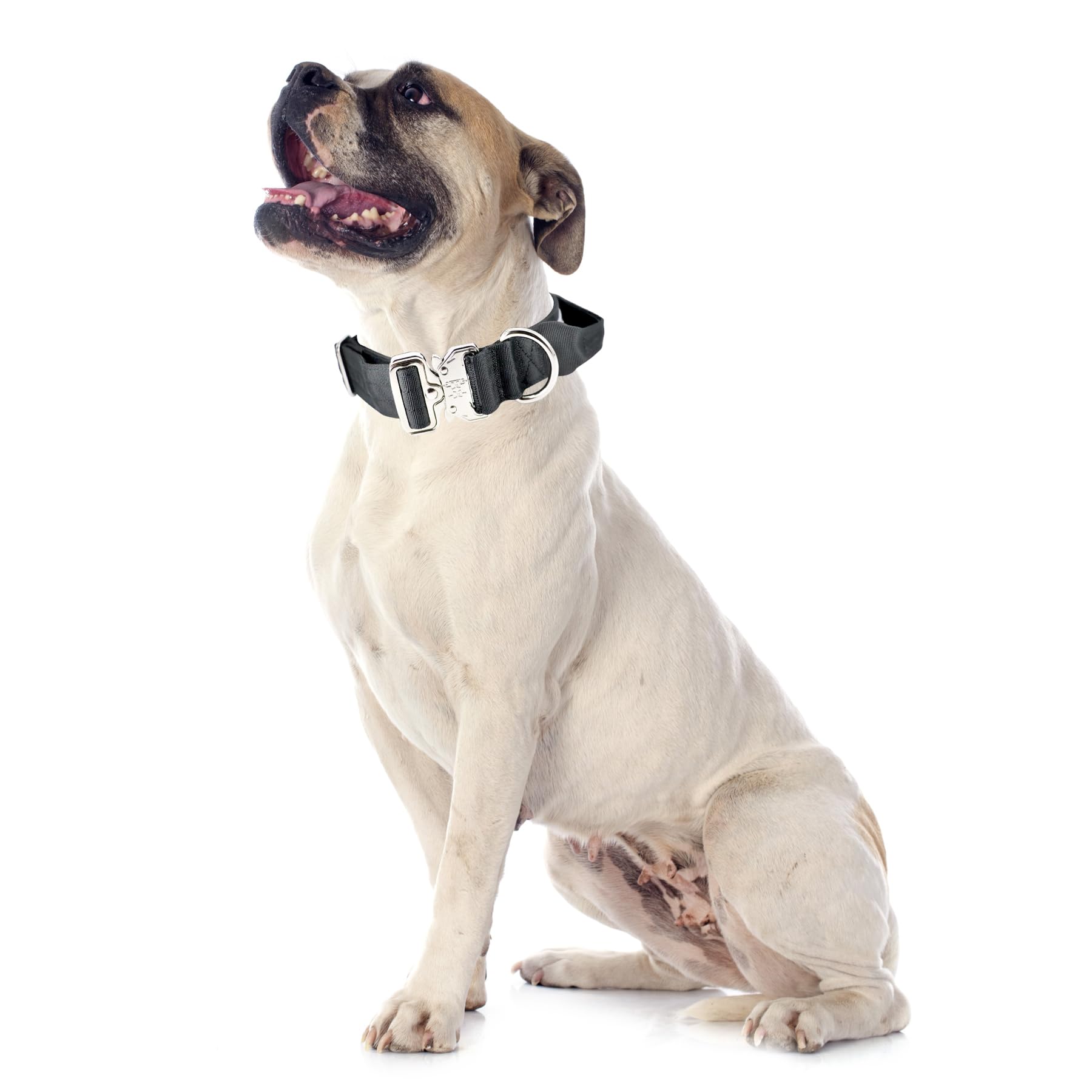 control estable durante entrenamiento con collar Comfluxe