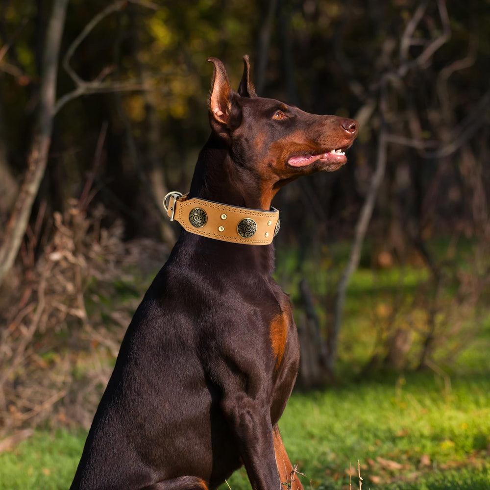 Uso diario en paseos para perros medianos, cómodo y seguro.