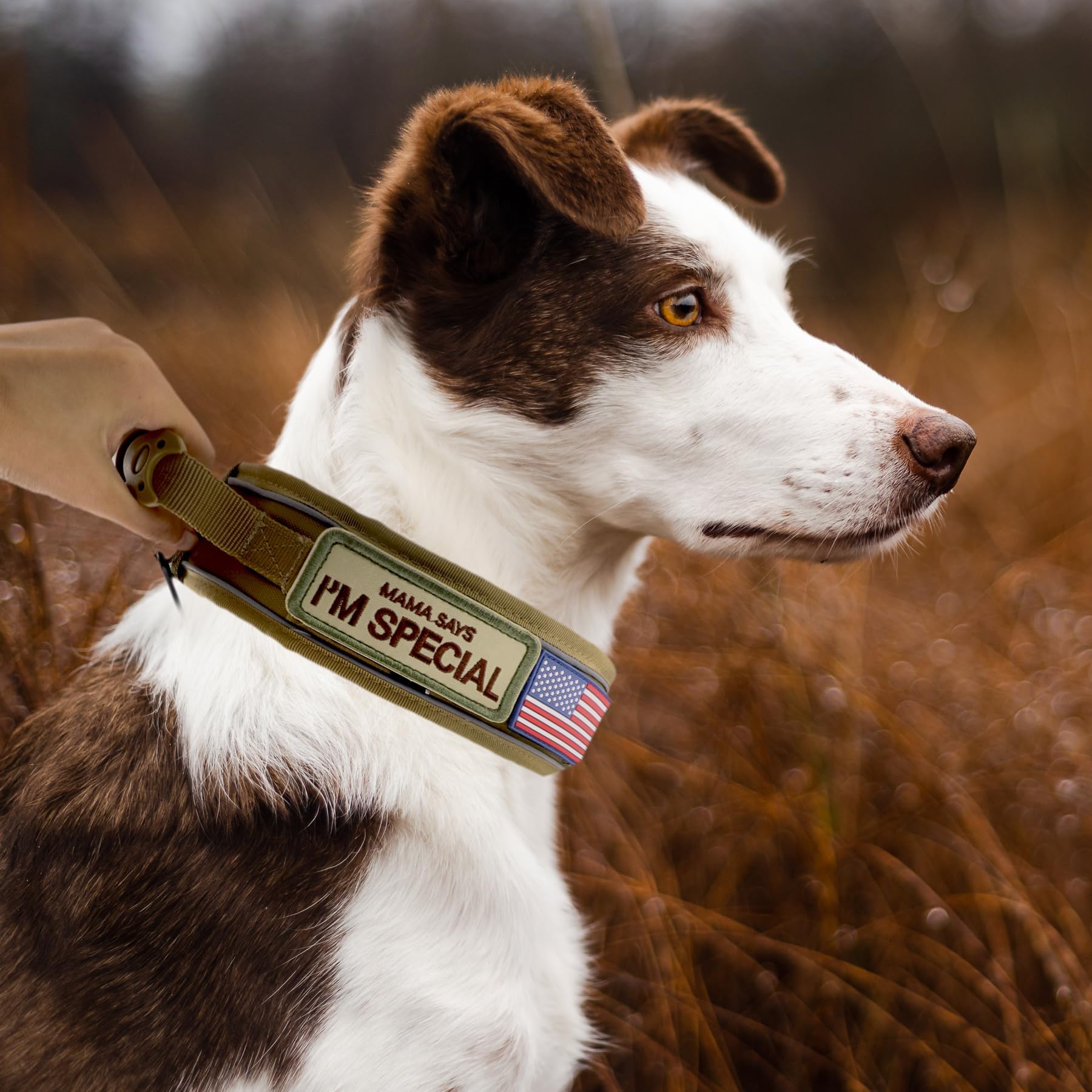 Collar táctico Comfluxe con ajuste suave para perros medianos durante juego.