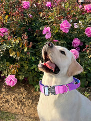 Collar táctico Comfluxe degradado rosa para mayor visibilidad al aire libre.