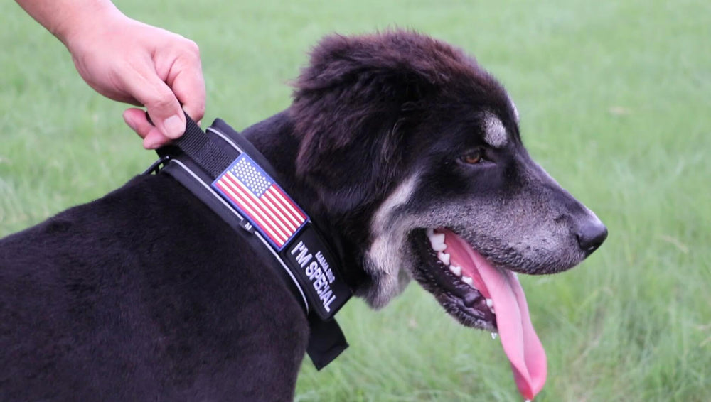 Collar para entrenamiento y resistencia de perros grandes.