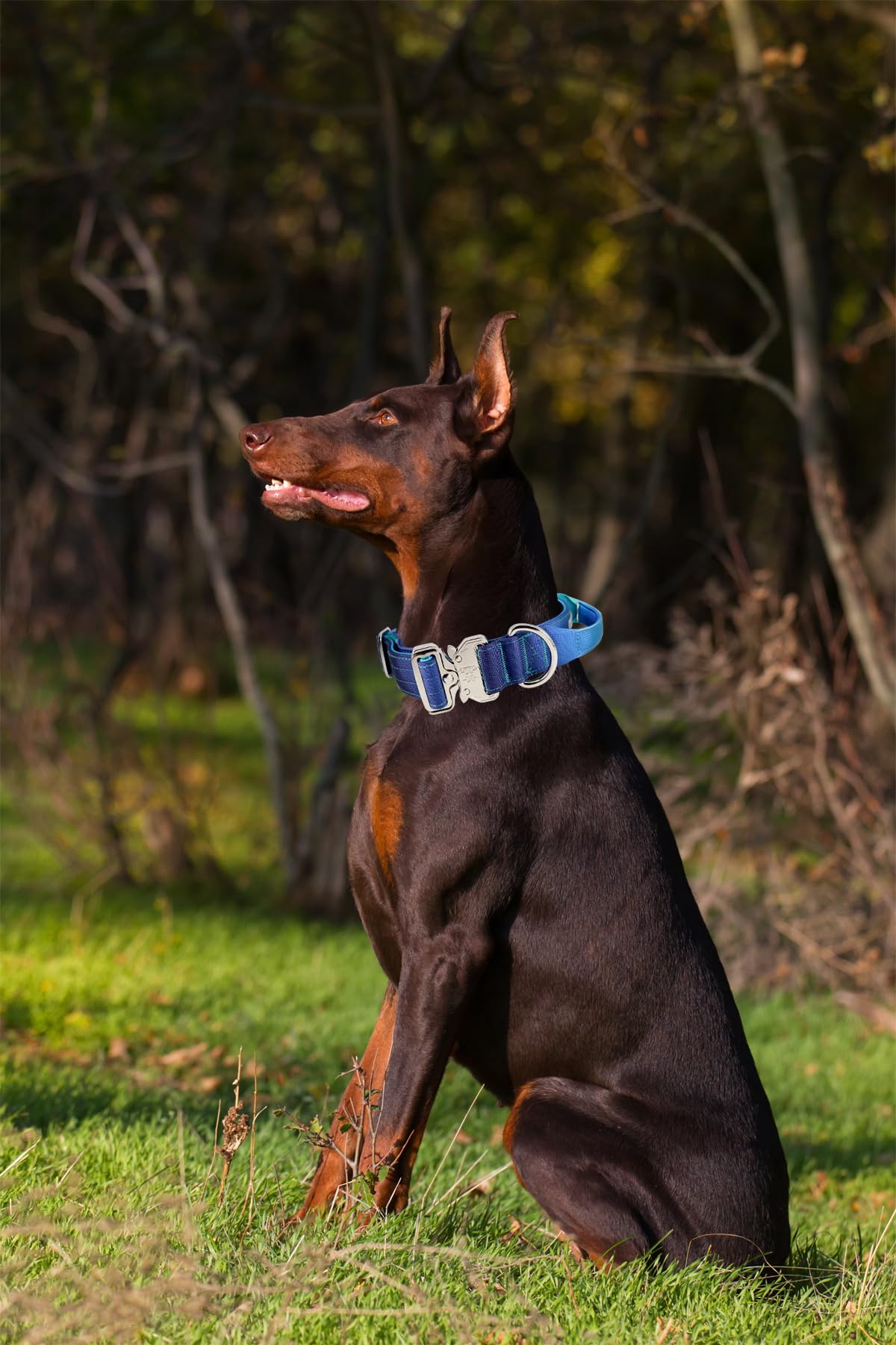 Diseño ligero y hebilla robusta en collar Comfluxe para entrenamientos diarios.