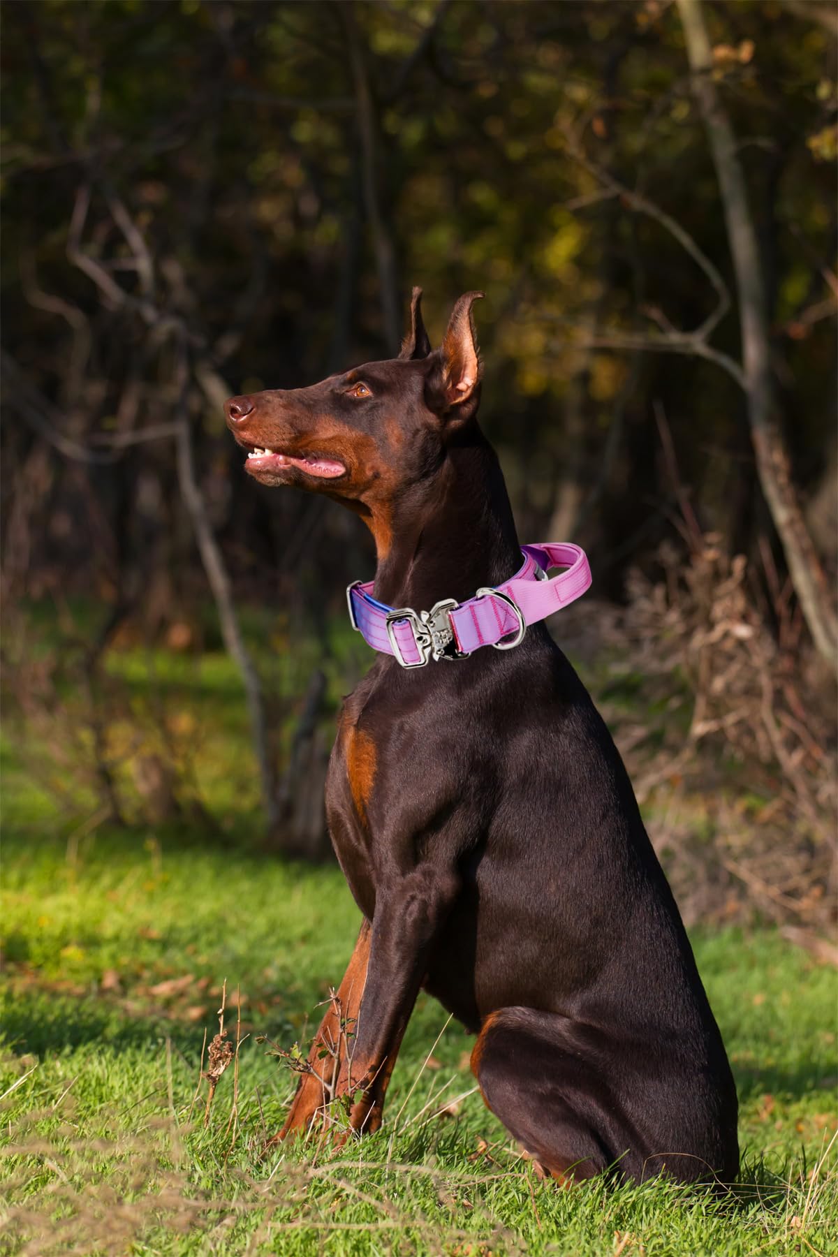 Collar Comfluxe con degradado rosa para destacar durante salidas.