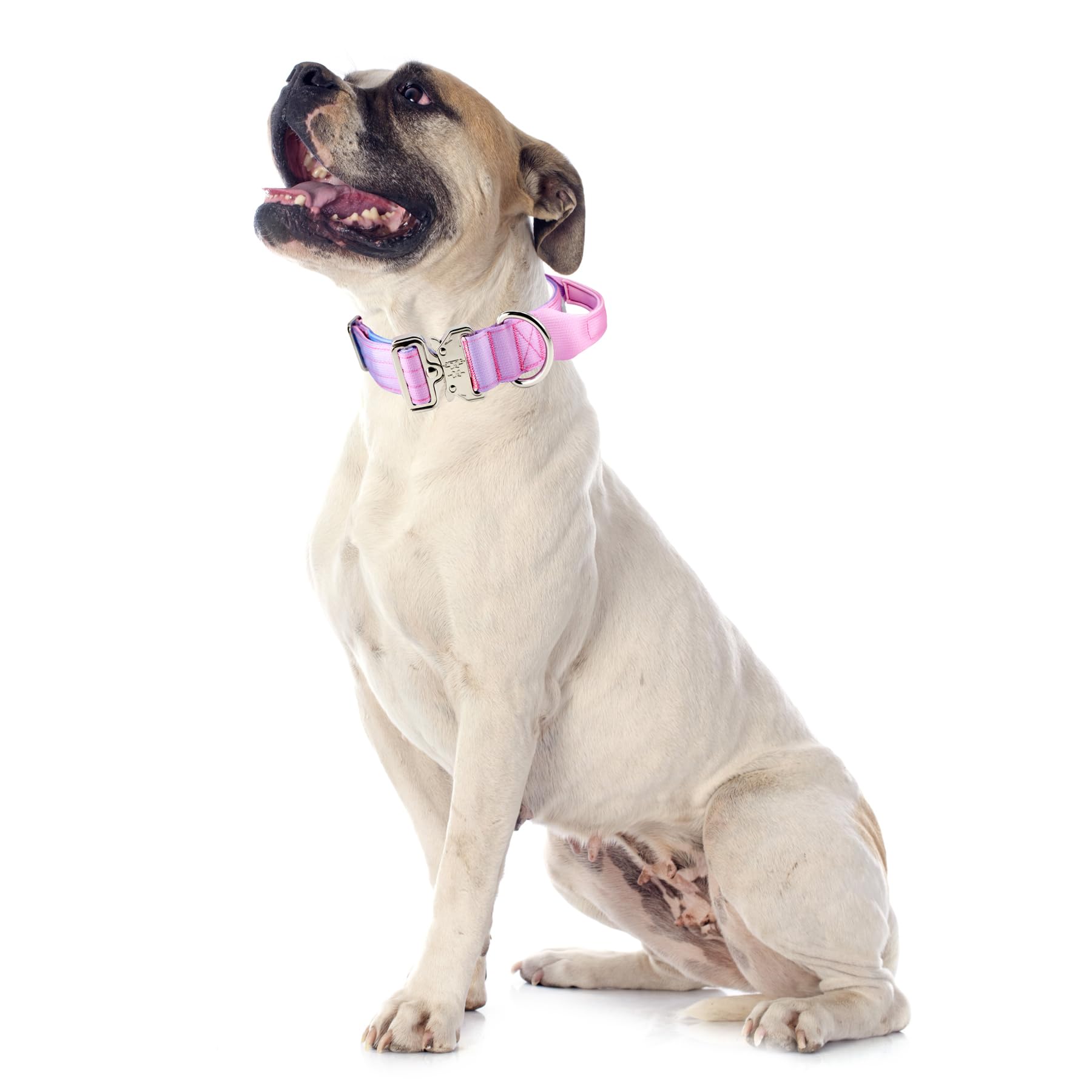Diseño gradiente de collar Comfluxe para mayor visibilidad en paseos