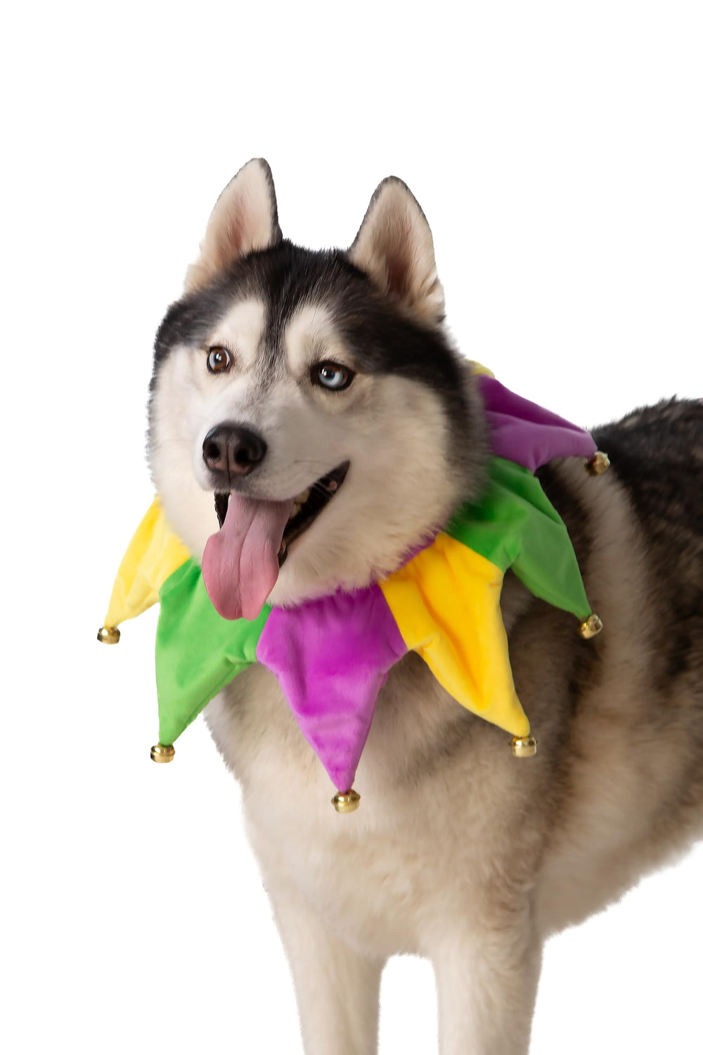 Collar disfraz para perro ComfyCamper, fácil de vestir en carnavales y eventos.