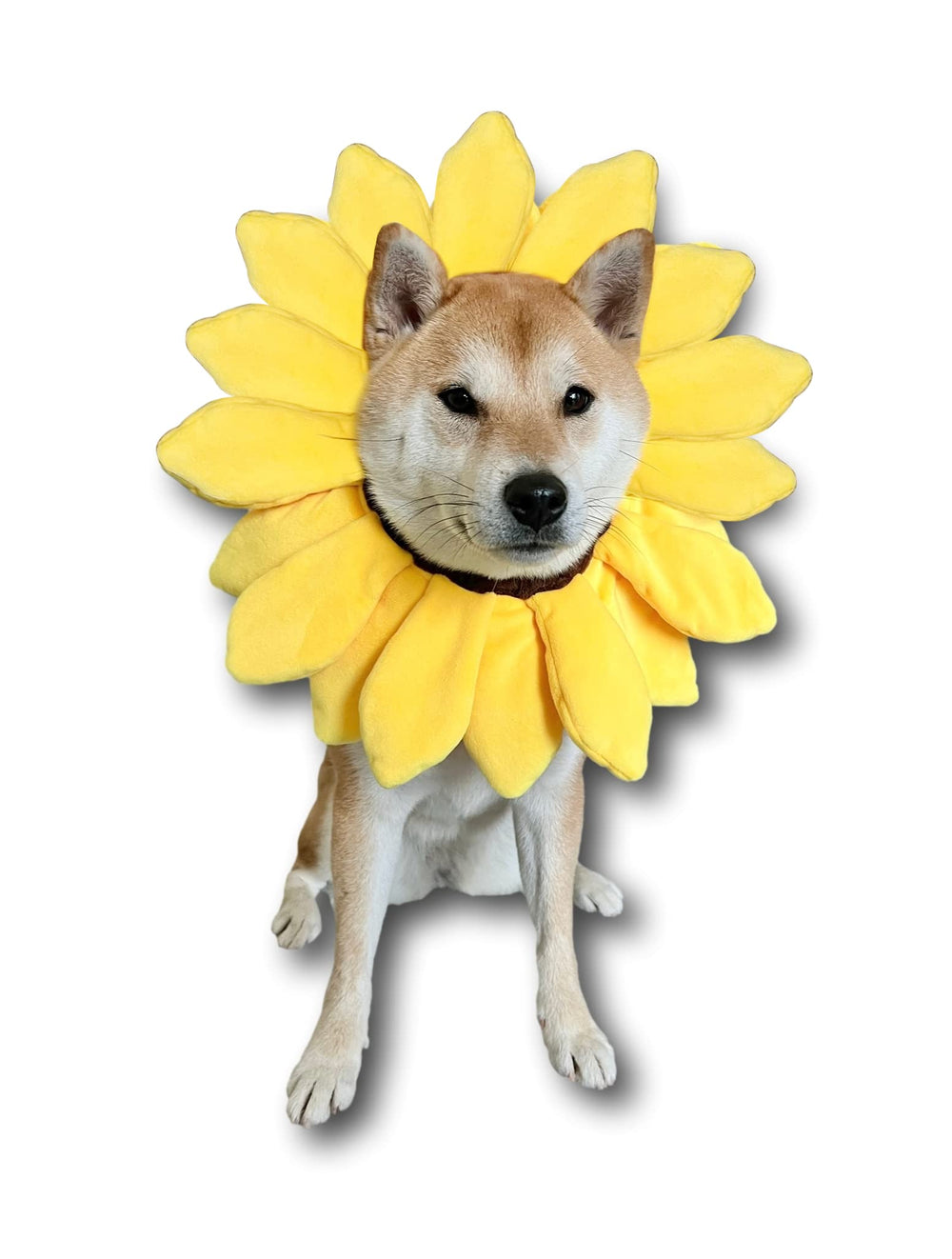 Diadema girasol de ComfyCamper para perros, añade estilo y diversión a paseos.