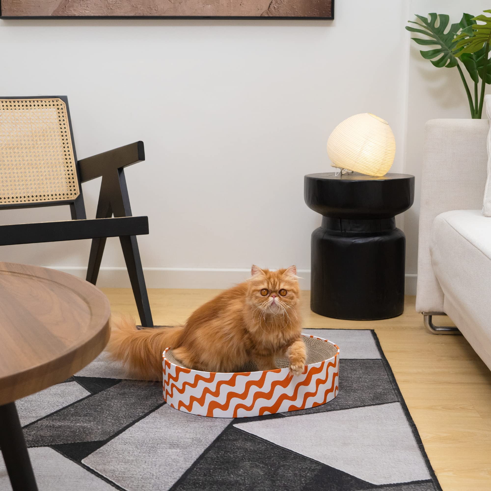 Conlun uso diario para gatos jóvenes y adultos, ubicación flexible