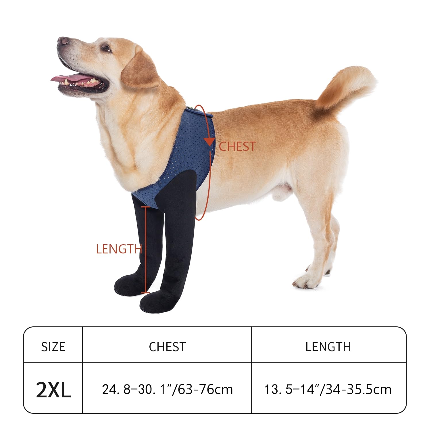 Diseño seguro y fácil de poner Coodeo para perros.