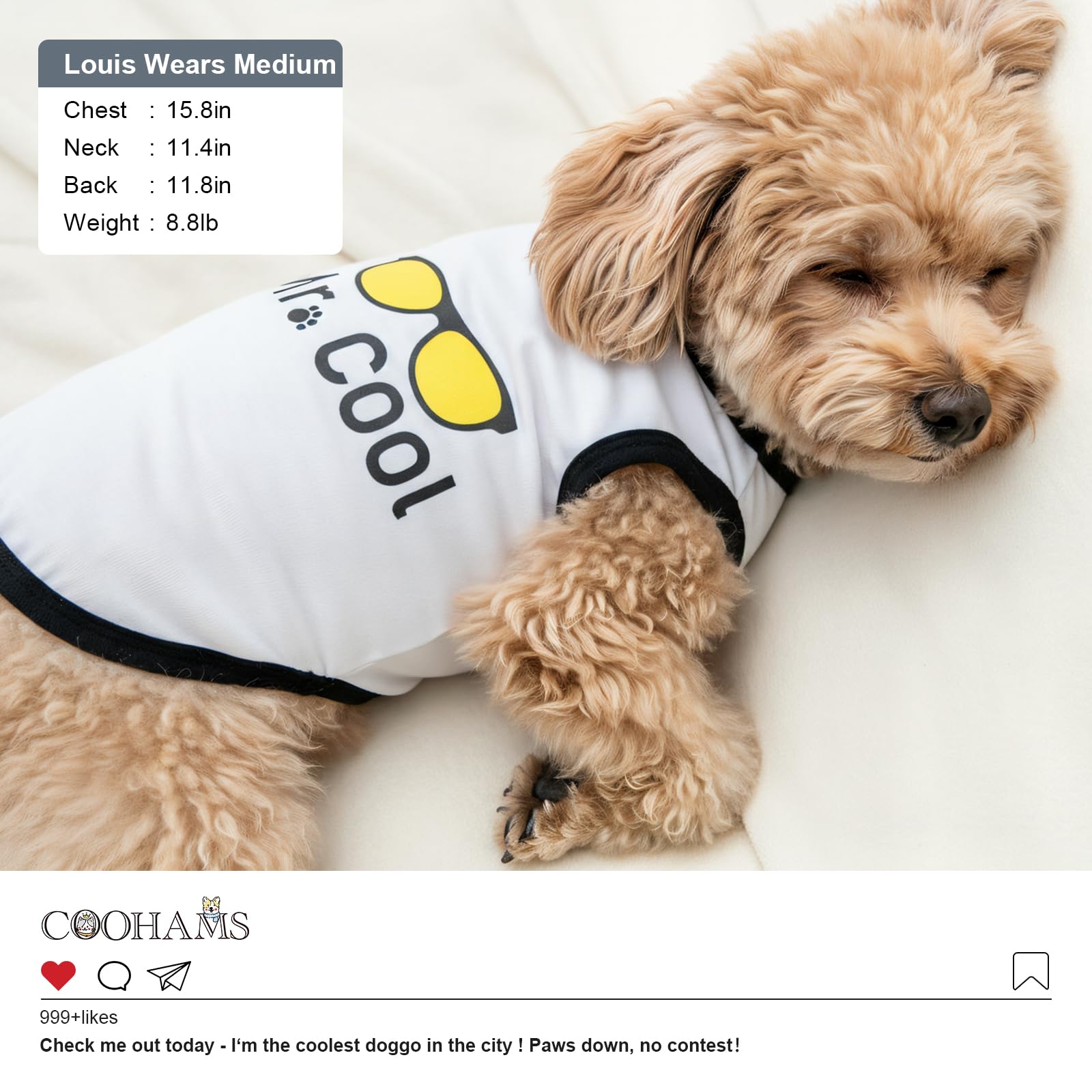 COOHAMS: guía de tallas para perros, ajuste fiable para perros pequeños y medianos.