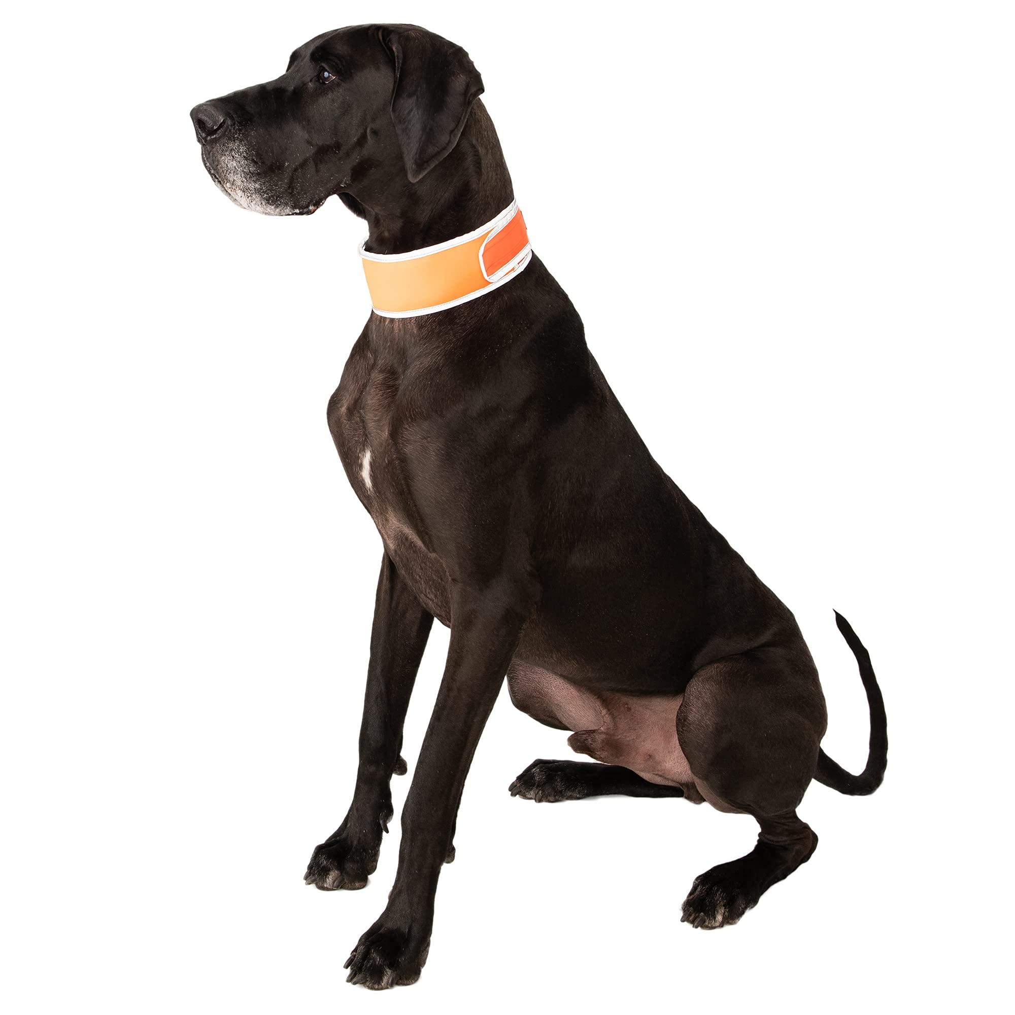 CoolerDog collar de alta visibilidad naranja mejora la visibilidad en días claros