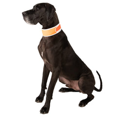 CoolerDog collar de alta visibilidad naranja mejora la visibilidad en días claros
