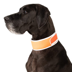 CoolerDog collar, tiras de hielo, enfriamiento gradual para perros activos