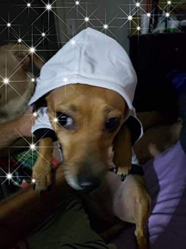 Coomour disfraz fantasma para perro, usos versátiles en ocasiones festivas