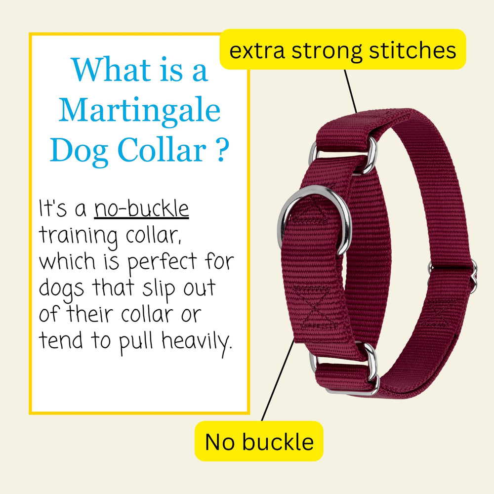 Country Brook Petz collar de entrenamiento resistente para perros obstinados y en aprendizaje.