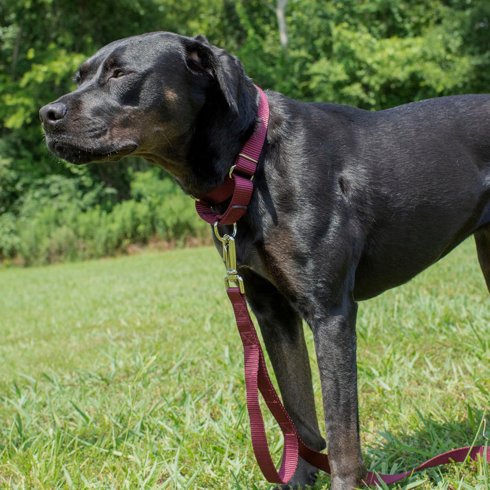 Country Brook Petz collar martingale con herrajes espejo cromados, mayor durabilidad.
