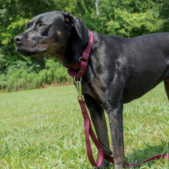 Country Brook Petz collar martingale con herrajes espejo cromados, mayor durabilidad.