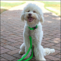 Ajuste cómodo de 11 a 13 pulgadas en el collar Country Brook Petz.