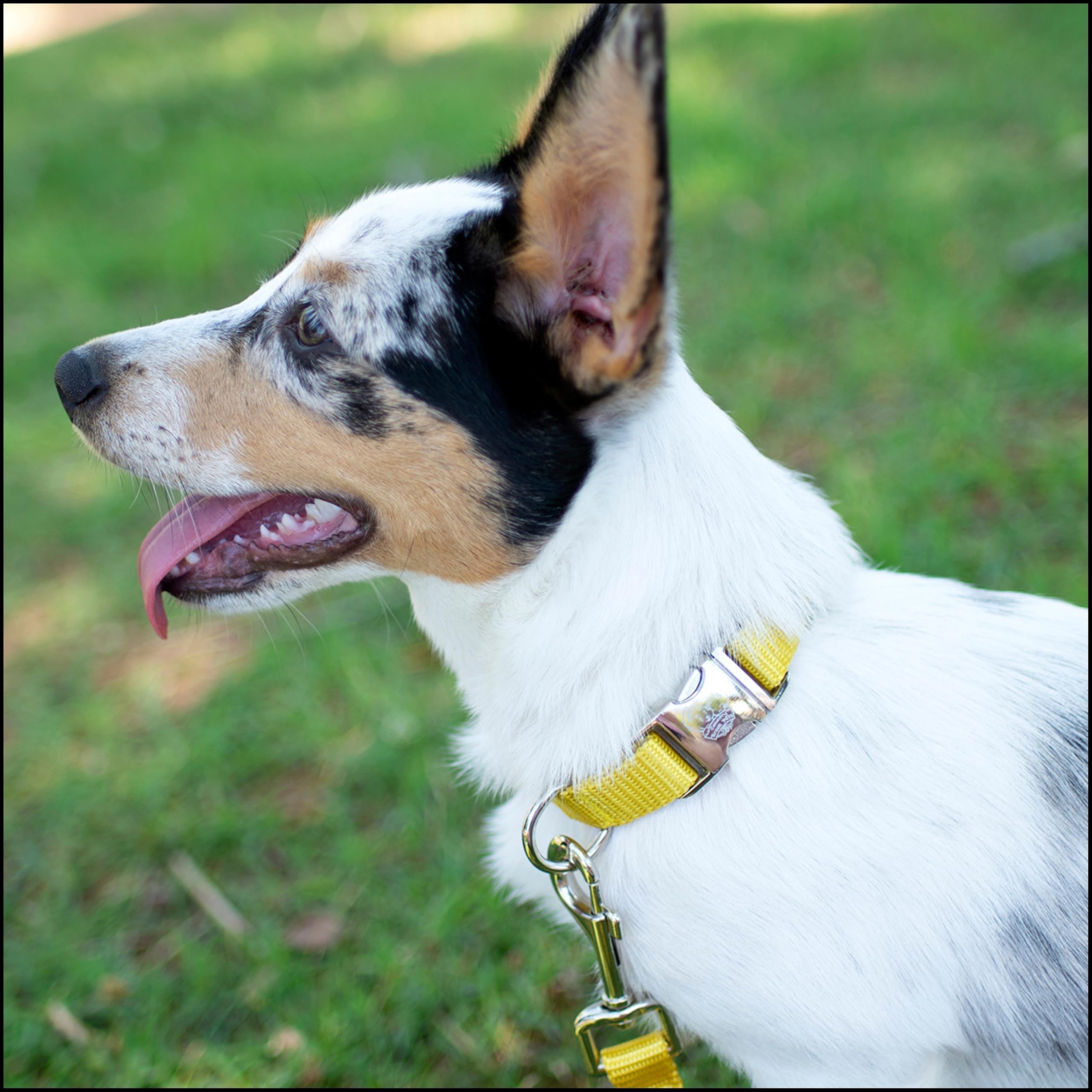 Country Brook Petz collar ajustable 11-13 pulgadas para ajuste seguro y cómodo