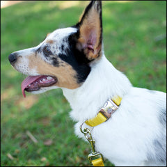Country Brook Petz collar ajustable 11-13 pulgadas para ajuste seguro y cómodo
