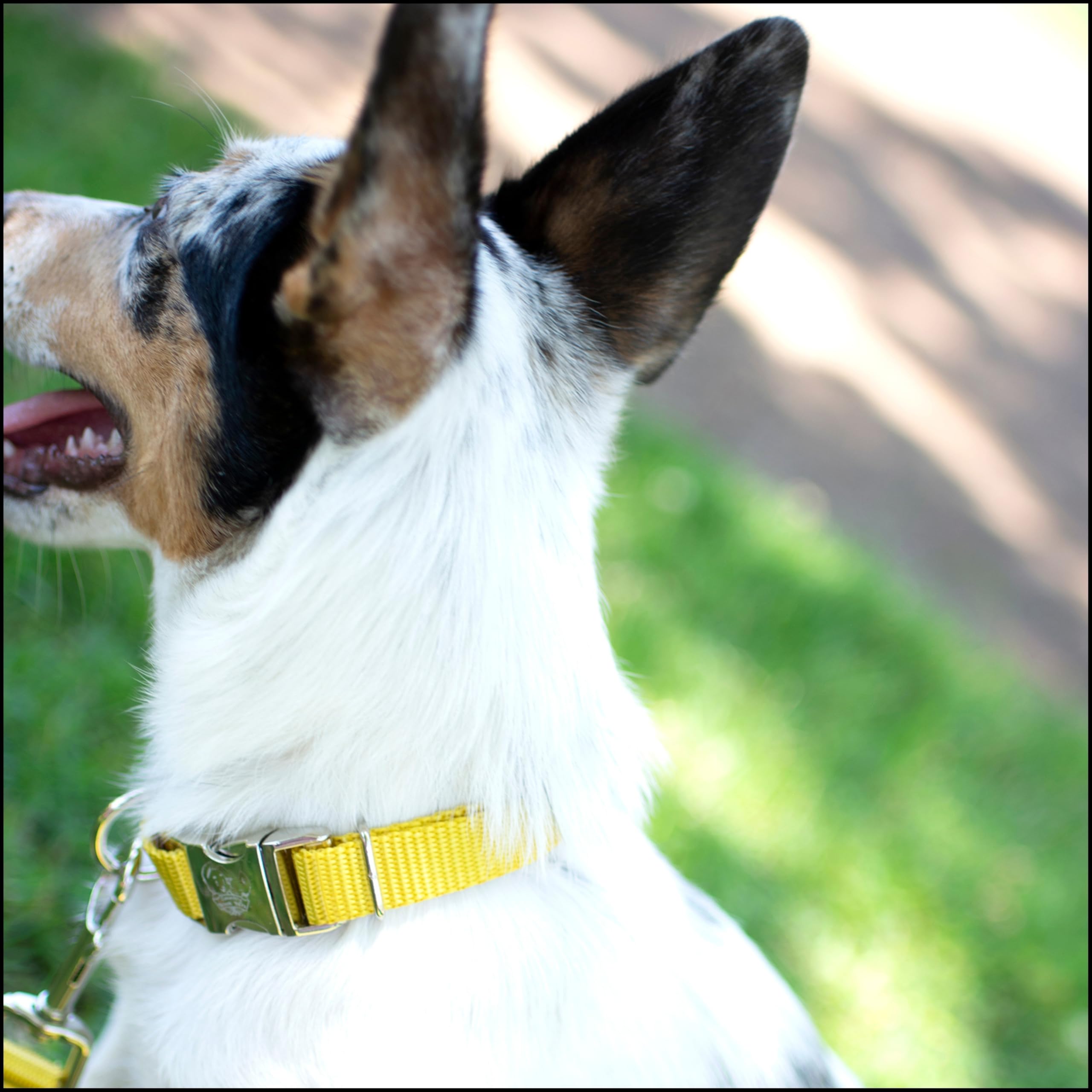 Country Brook Petz collar con anillos en D soldados para mayor durabilidad