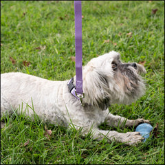Country Brook Petz lavanda, ajuste 11-13 pulgadas para perros variados