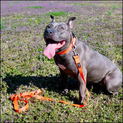 Collar Country Brook Petz con ajuste de 11-13 pulgadas para perros